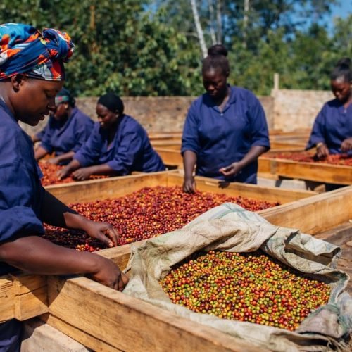 WhatsApp Image 2026-01-30 at 6.29.50 PM