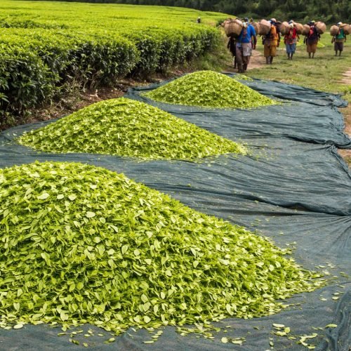 WhatsApp Image 2026-02-09 at 19.00.28 (1)