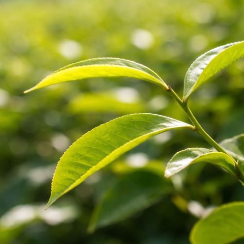 WhatsApp Image 2026-02-09 at 19.00.28 (2)