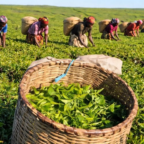 WhatsApp Image 2026-02-09 at 19.00.28