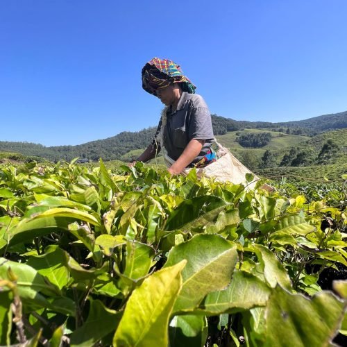 WhatsApp Image 2026-02-11 at 6.36.58 PM